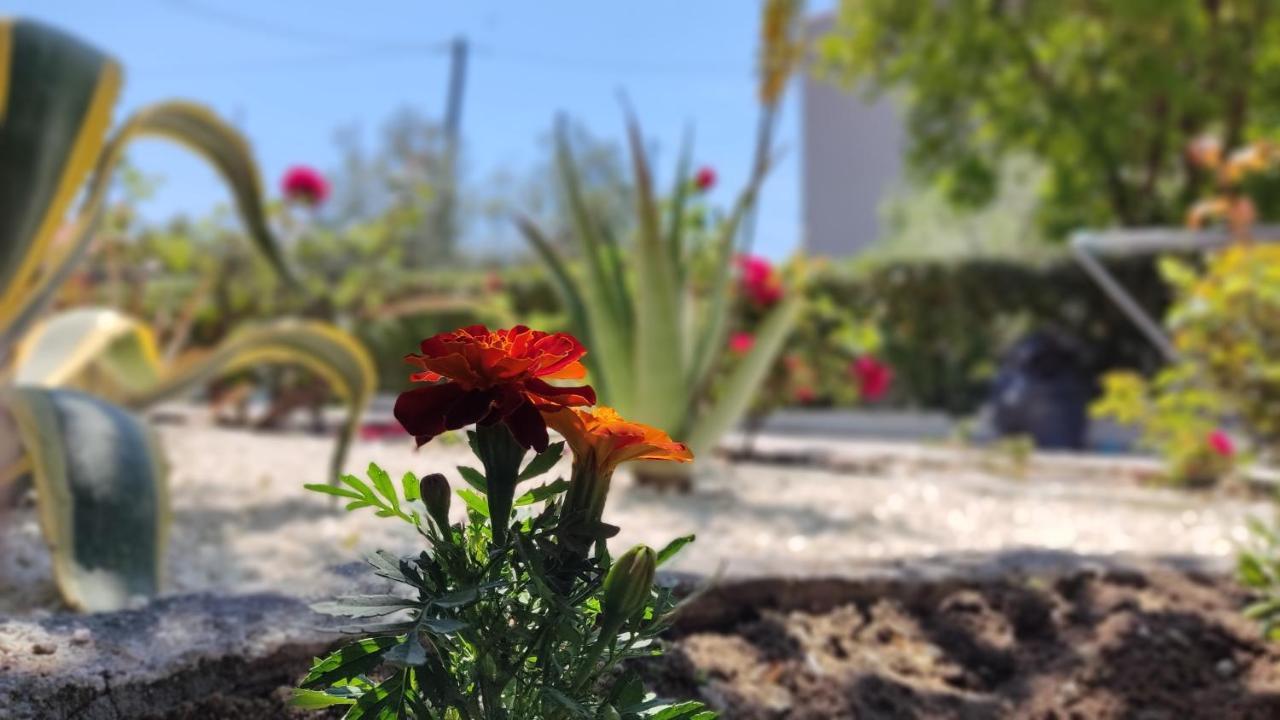 Elina House And Garden Nikiti (Sithonia)